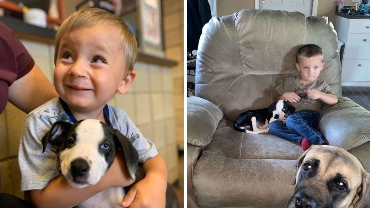 Parents Surprise 2-Year-Old Son Born With Cleft Lip With Puppy Just Like Him