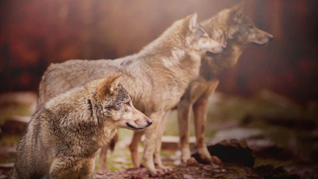 The Truth About Alphas: Why the Alpha Never Existed and What It Means for the Way We Live and Work