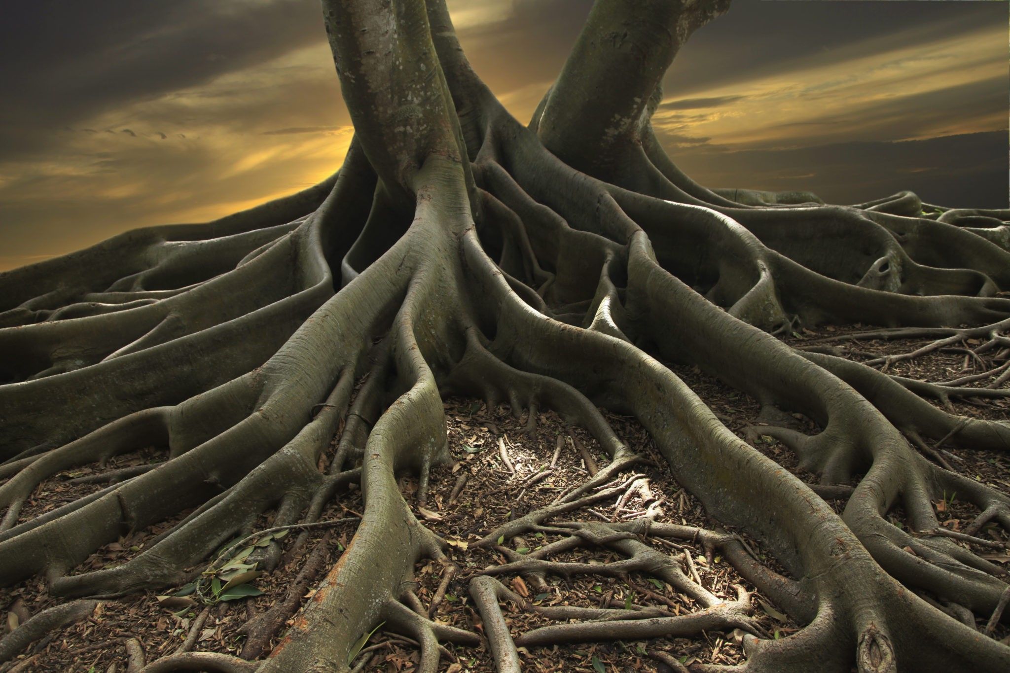 Rediscover your roots: your past carries hints of your professional purpose