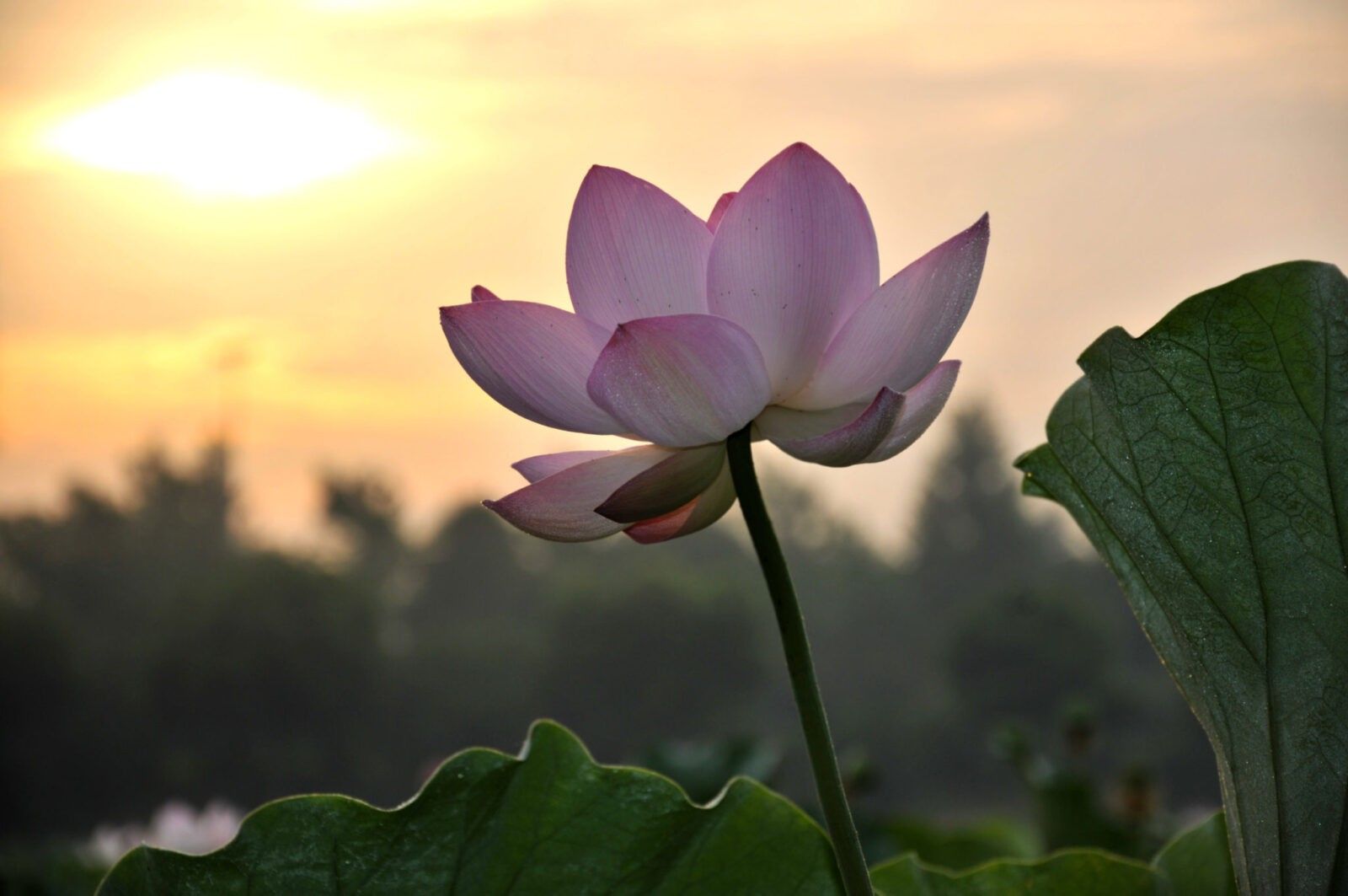 Breaking Through the Pain: A Lotus Must Grow in the Mud