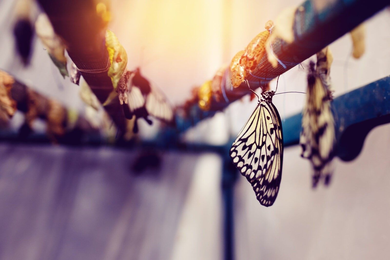 Birth of the Butterfly: Our Inner Fuels for Change and Transformation
