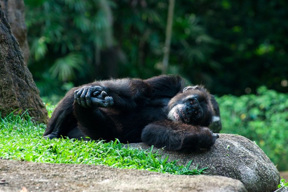 chimpanzee-lying-in-grass