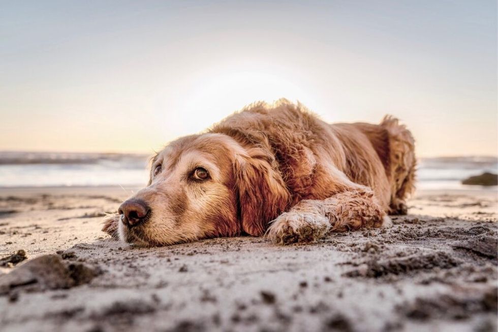 câine pe plajă