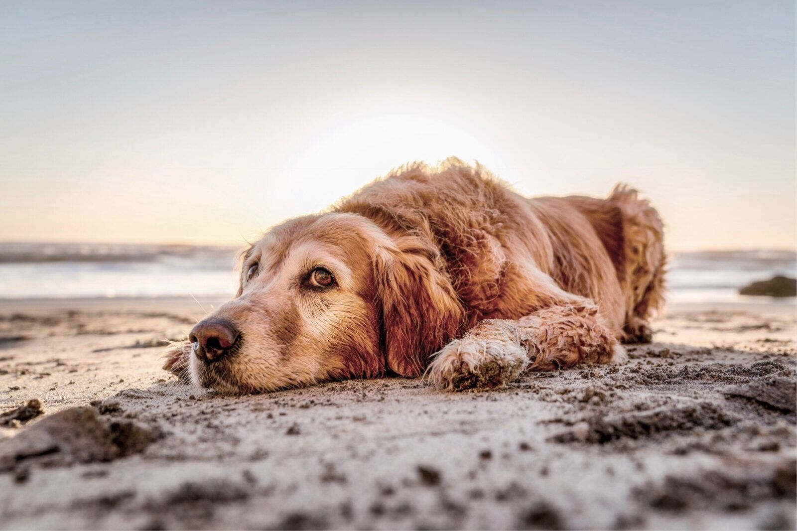 Dog-on-the-beach