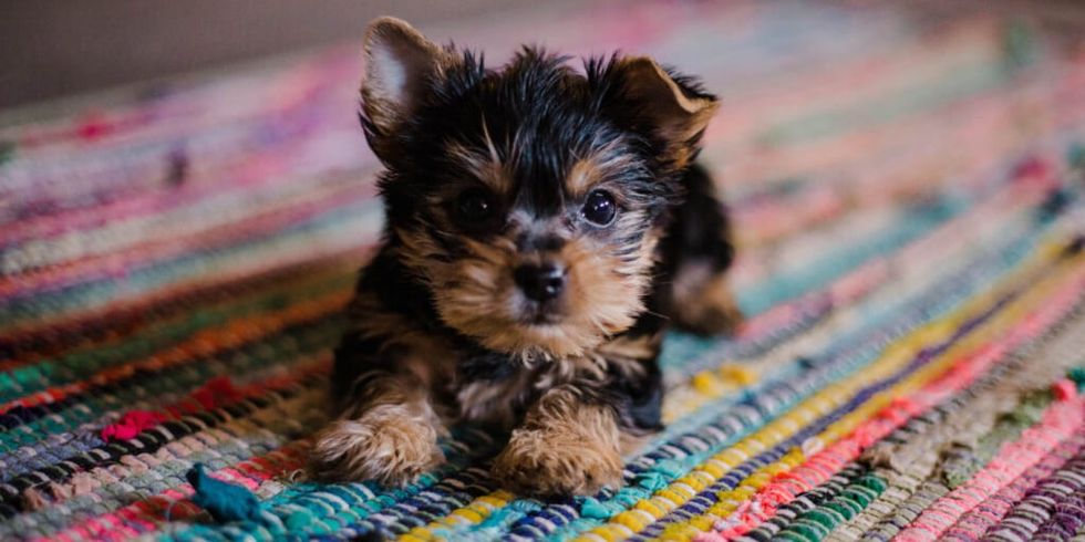 Brown and black puppy on multicolor rug