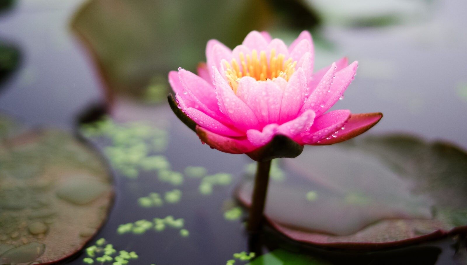 Lotus Flower in water