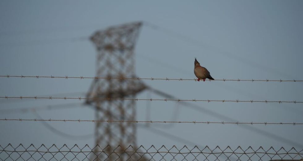 like a bird on the wire leonard cohen