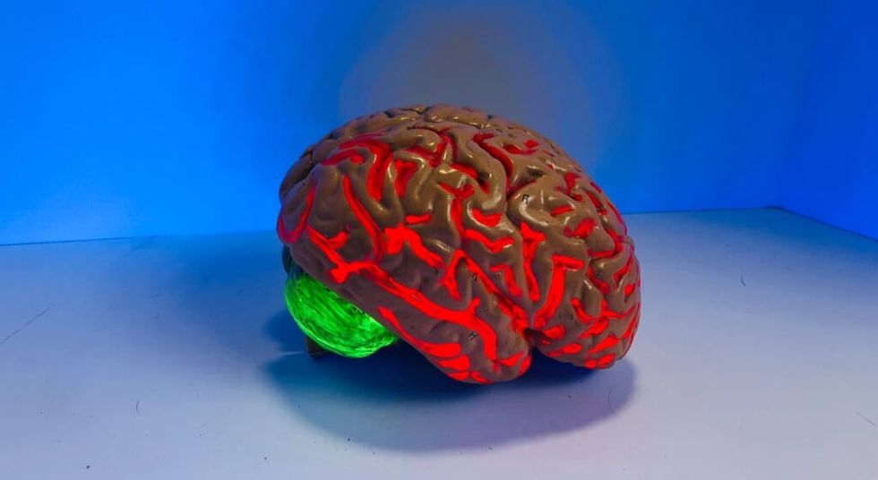 Modell des menschlichen Gehirns mit roten und grünen Lichtern