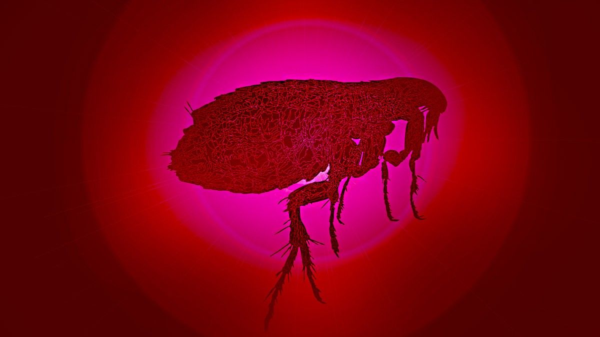 Puce background with flea silhouette