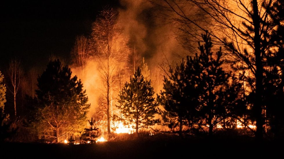 fire around trees in a forest