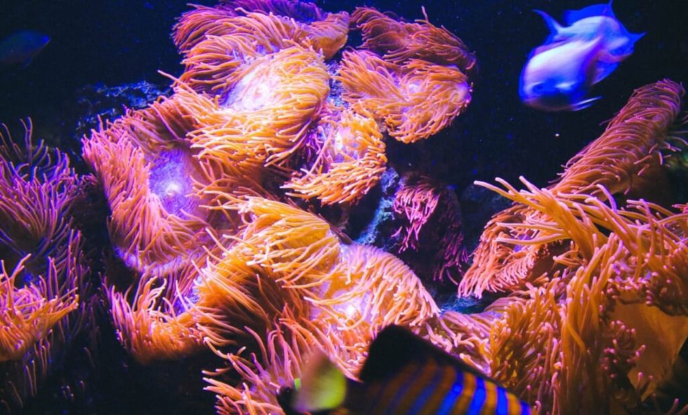 coral reef purple beautiful