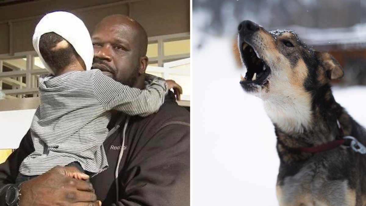 5-Year-Old Girl Is Viciously Attacked by Two Dogs – Shaquille O’Neal Steps in After Hearing the Story
