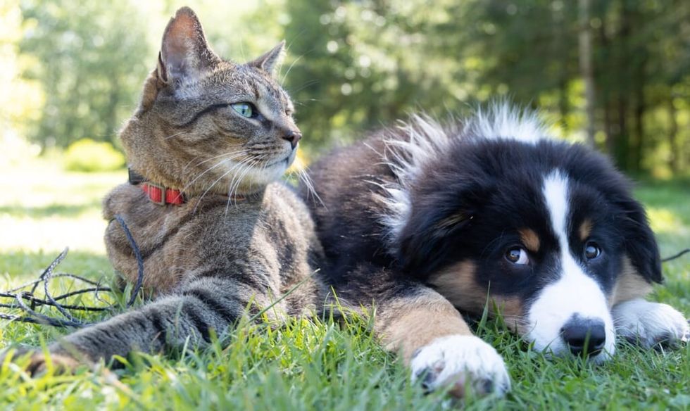 Cat and dog lay next to each other