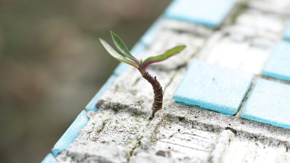a small plant growing through the cement