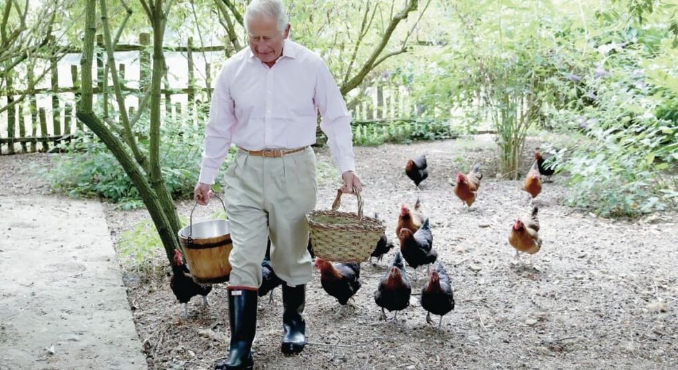 King Charles collecting eggs from his chickens while wearing white shirt and pants and gum boots.
