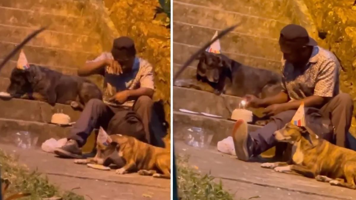 man feeds cake to his dogs