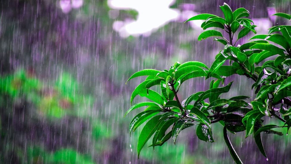 plant with green leaves drenched in the rain