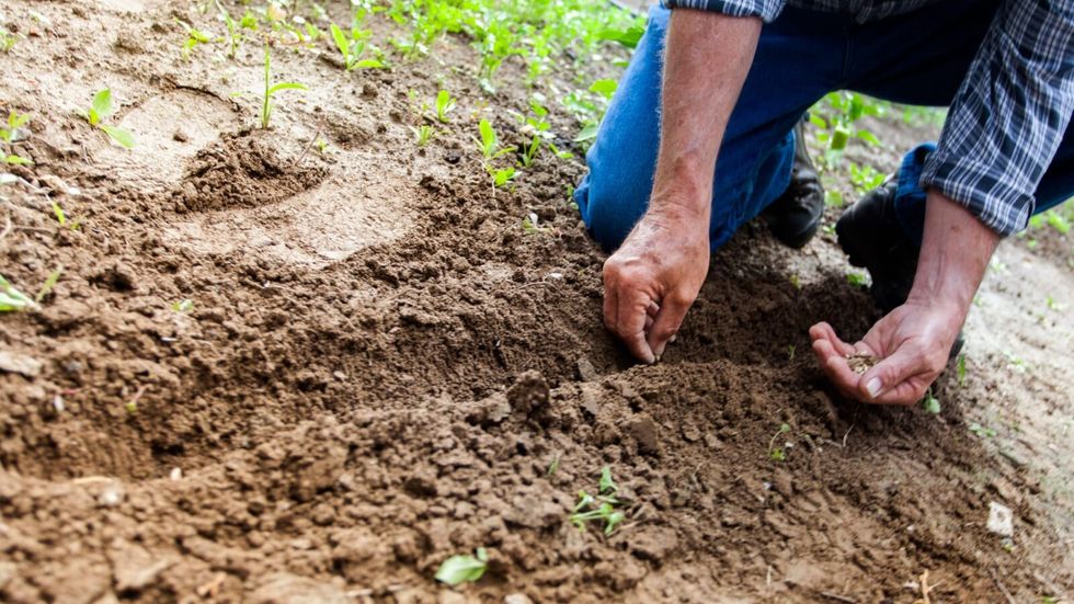 man planting a seed in the ground