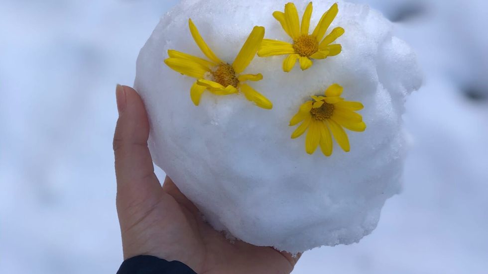 person holding a snowball with yellow flowers