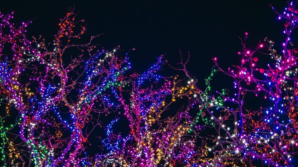 multi-colored string lights on trees