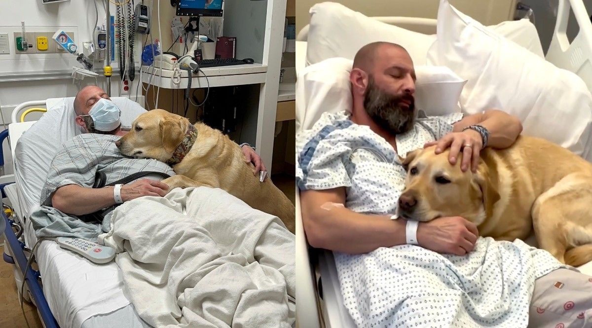 Service Dog Stays at Hospital With His Owner 24/7 — While Nobody Else Was Allowed to Stay