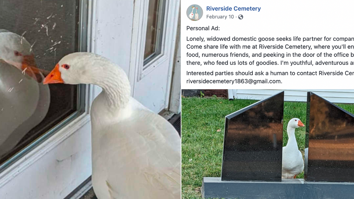 “Lonely, Widowed” Goose Finds New Love Thanks to a Facebook Personal Ad and a Compassion Team of Humans