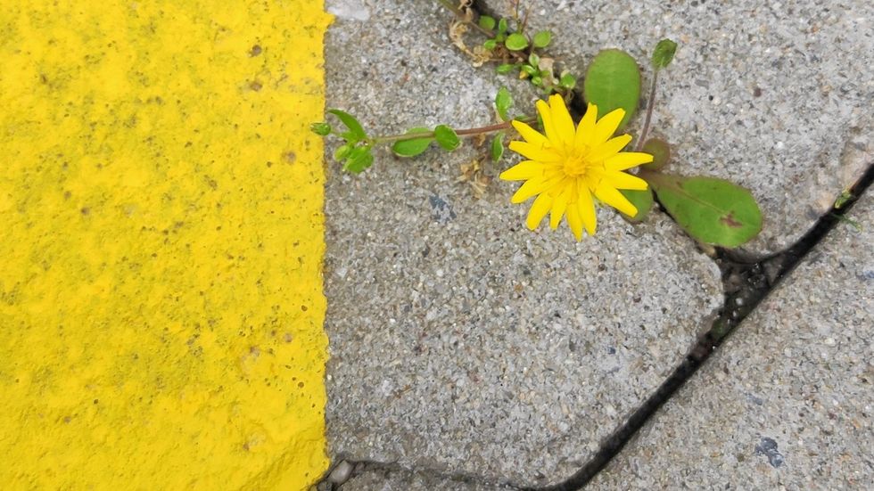a yellow flower growing out of a cement pavement
