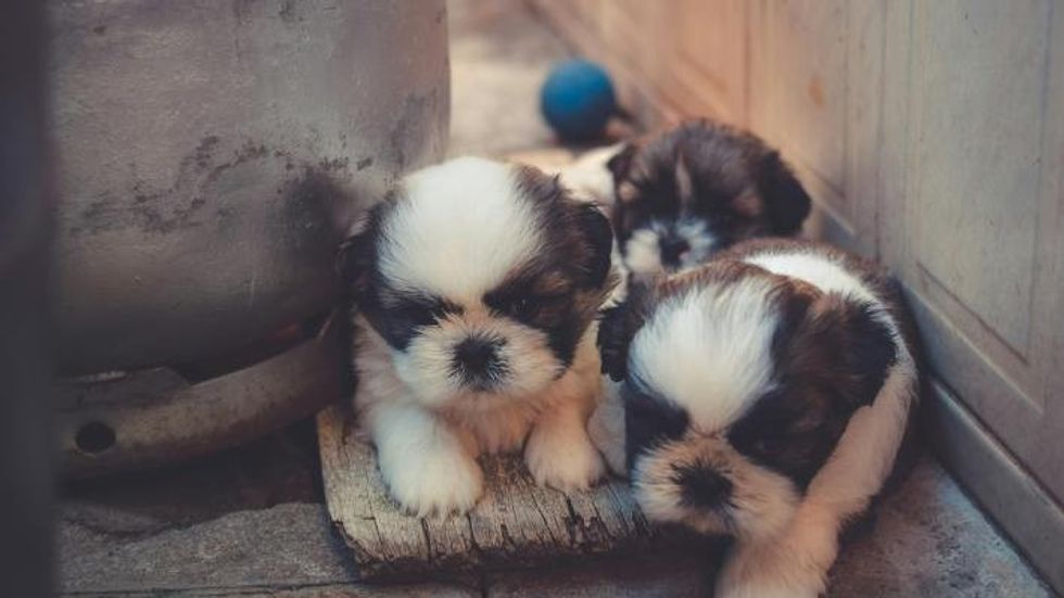 three white and brown puppies